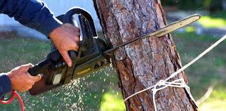 Best Tree Trimming and Pruning  in Allentown, NJ